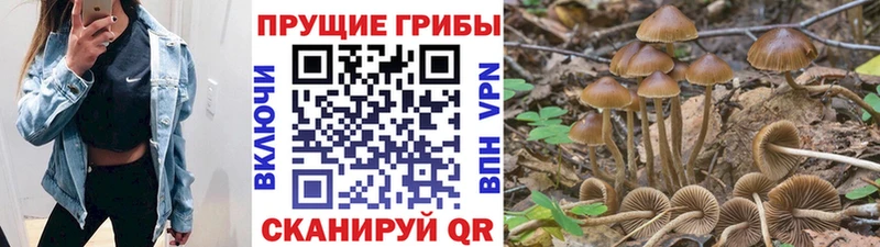 дарнет шоп Туринск Галлюциногенные грибы GOLDEN TEACHER